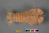 藏品(東方扁蝦)的圖片